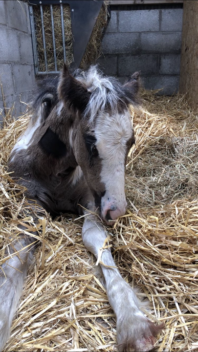 Cillian when he first arrived at the sanctuary