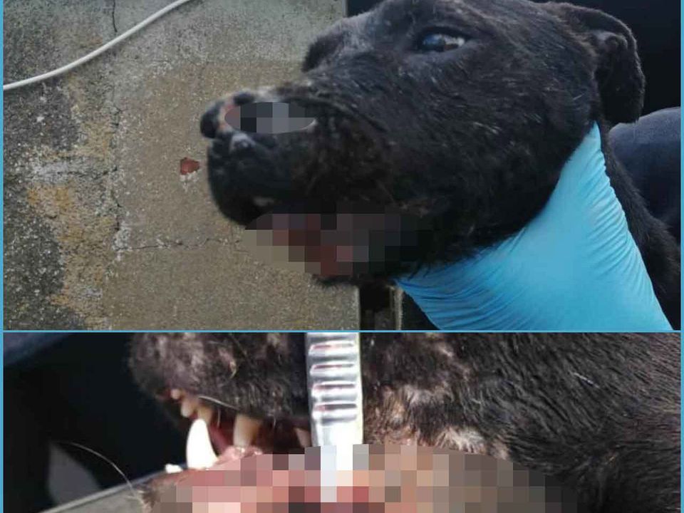 Injuries and wounds to two of the seized dogs