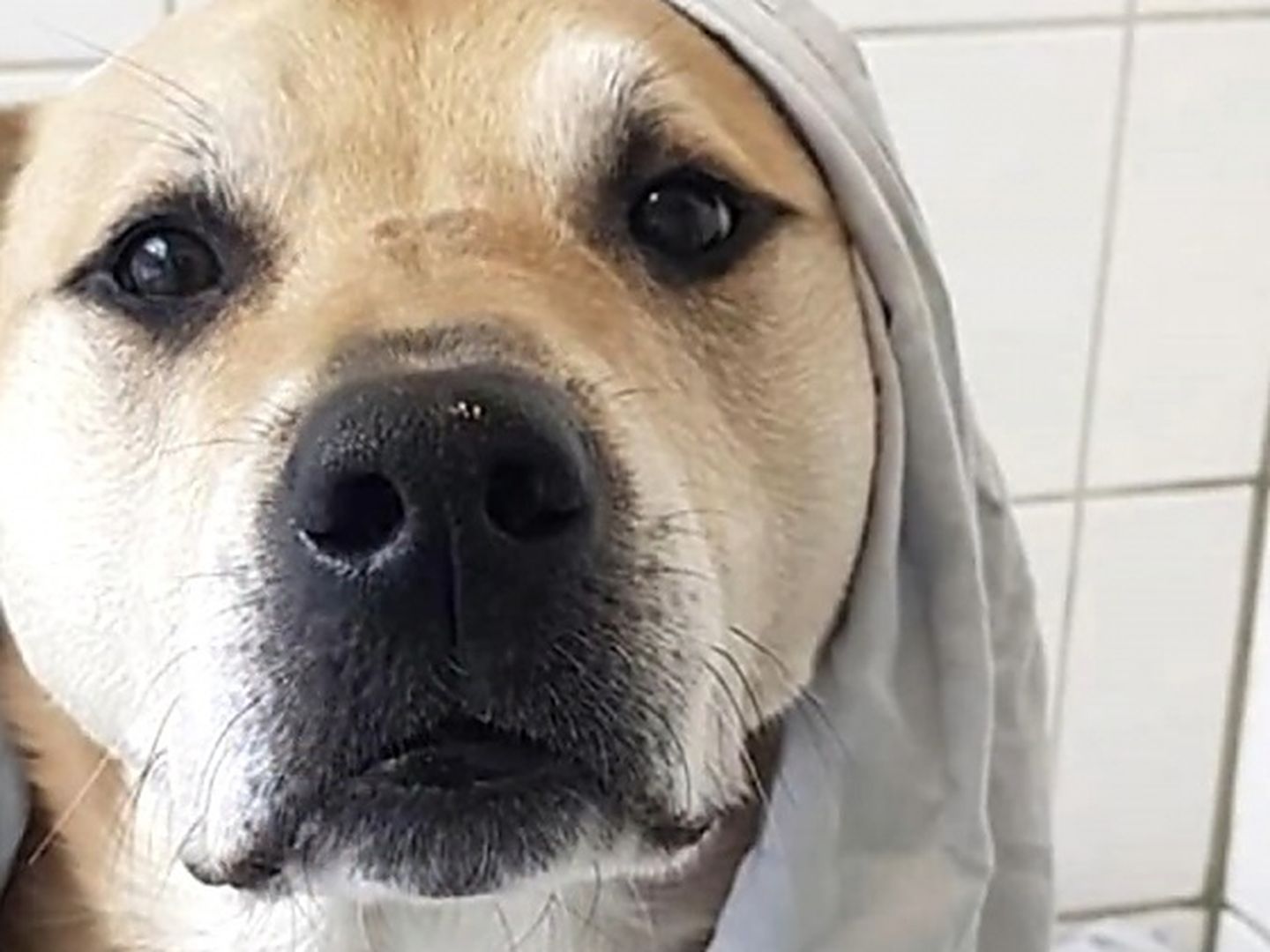 Dogs Trust Released A Video Of Some Of The 664 Dogs Who Found Their ...