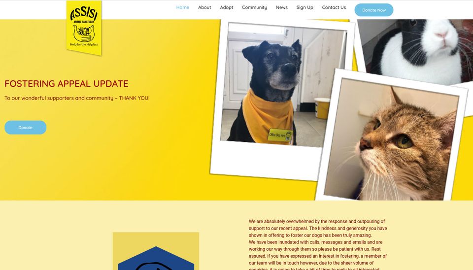 Assisi looks for foster homes