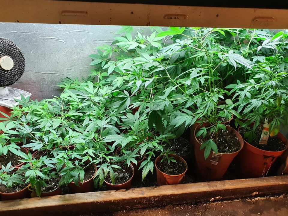 Cannabis plants found in Dunmore, North Galway.