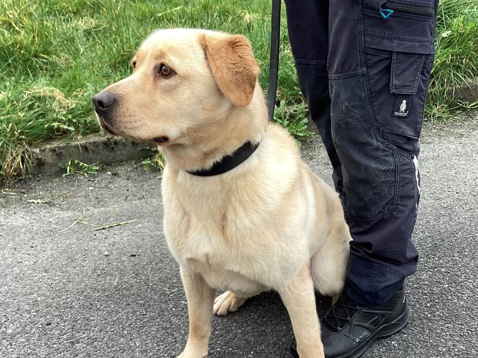 One of the Labradors that will be put to work in prisons