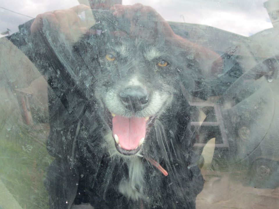 Dogs were rehomed after being found in a van without water on Mr Stewart's farm.