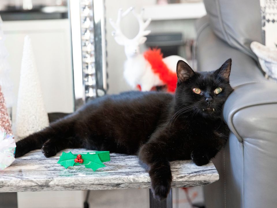 Billy the lucky Lottery cat. Photo: National Lottery/PA Wire 