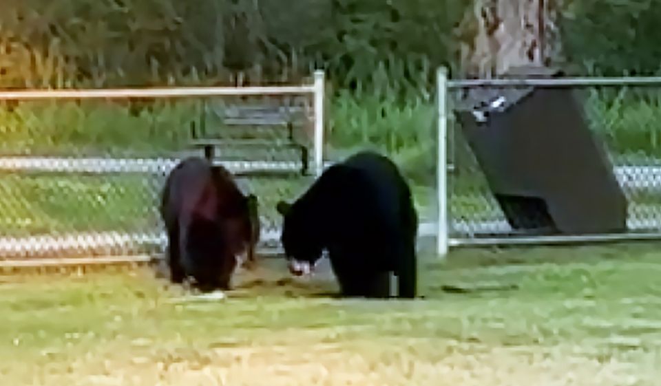 Les ours traînent près du terrain de jeu