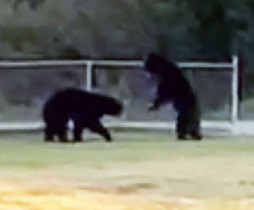 Les ours traînent près du terrain de jeu.