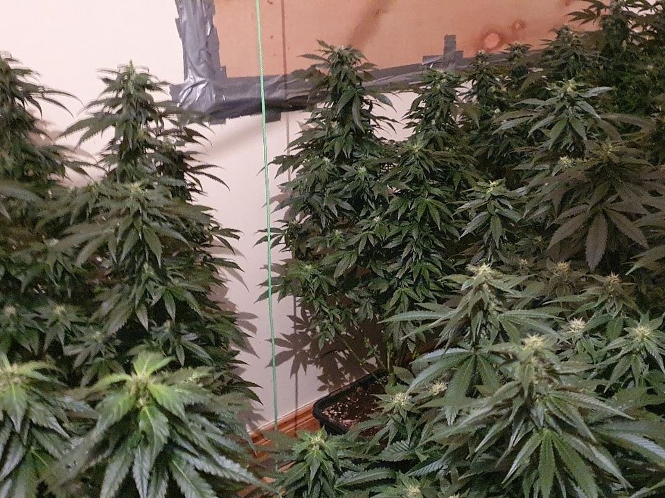 Part of the seizure in Co Cavan