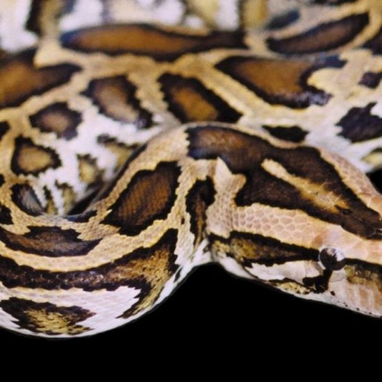 Austrian man bitten by python during visit to the toilet, Snakes