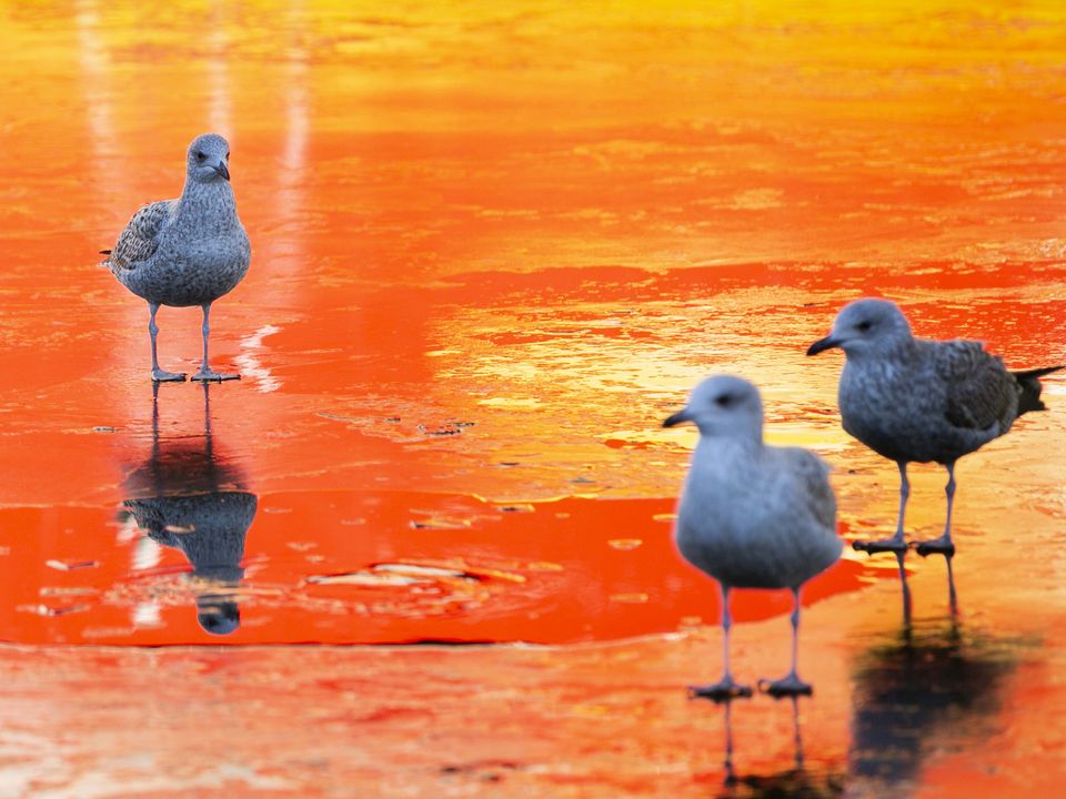 Birds on ice