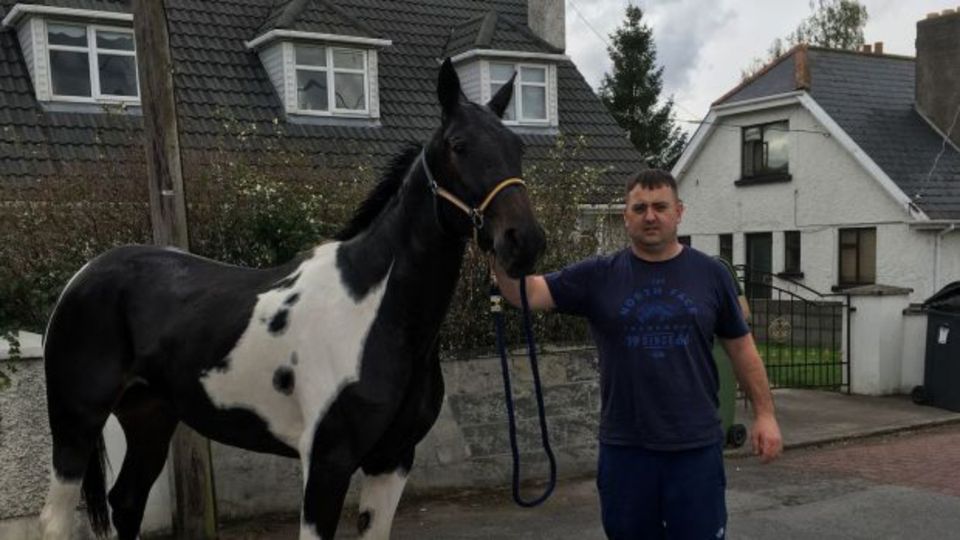 CAB found a horse belonging to David Reilly