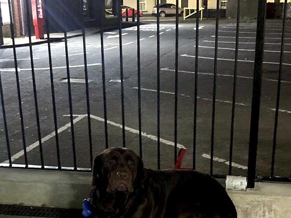 The pooch was left outside a supermarket yesterday