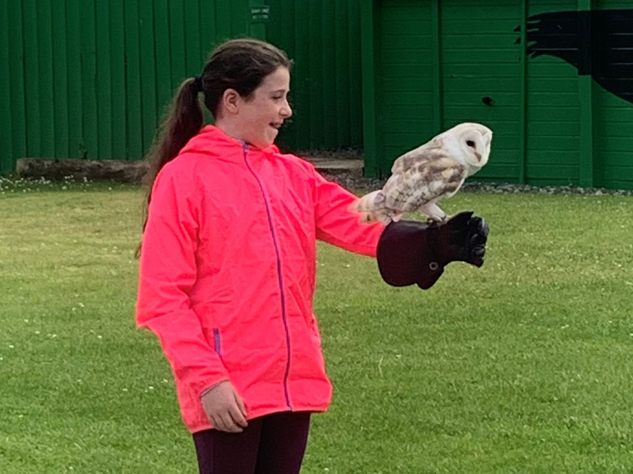 Burren Birds of Prey Centre - All You Need to Know BEFORE You Go (with  Photos)