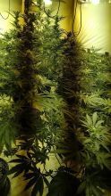 Ashraf plead guilty to being a significant figure in a large-scale cannabis dealing enterprise. Photo: West Yorkshire Police.